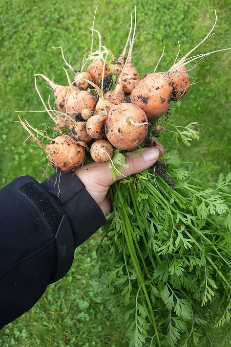 Een hand met een bosje vers getrokken worteltjes met aarde erop, boven groen gras